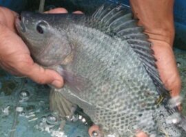 peneliti-ipb-gunakan-spirulina-sebagai-suplemen-pakan-ikan-nila-news