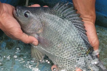 peneliti-ipb-gunakan-spirulina-sebagai-suplemen-pakan-ikan-nila-news