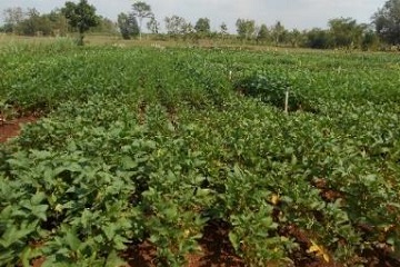 peneliti-ipb-hasilkan-kedelai-galur-galur-harapan-di-lahan-kering-news