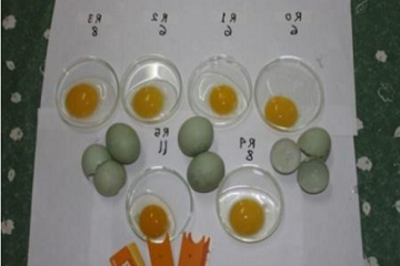peneliti-ipb-hasilkan-telur-itik-tinggi-antioksidan-dan-omega-3-news
