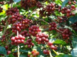 peneliti-ipb-kaji-dampak-perubahan-iklim-terhadap-produktivitas-tanaman-kopi-di-kabupaten-tana-toraja-news