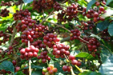 peneliti-ipb-kaji-dampak-perubahan-iklim-terhadap-produktivitas-tanaman-kopi-di-kabupaten-tana-toraja-news