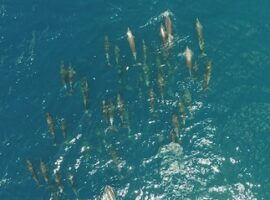 peneliti-ipb-kaji-mamalia-laut-dengan-drone-news