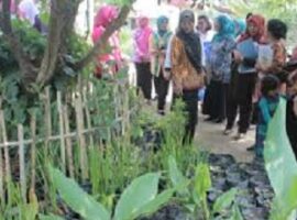 peneliti-ipb-kembangkan-toga-jadi-primadona-urban-farming-desa-karya-mulia-news