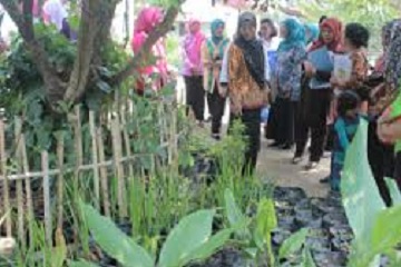 peneliti-ipb-kembangkan-toga-jadi-primadona-urban-farming-desa-karya-mulia-news