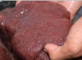 peneliti-ipb-kombinasikan-cacing-sutra-tubifex-dan-pakan-buatan-untuk-larva-ikan-patin-news
