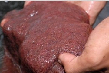 peneliti-ipb-kombinasikan-cacing-sutra-tubifex-dan-pakan-buatan-untuk-larva-ikan-patin-news