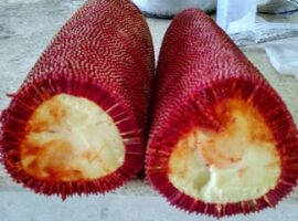 peneliti-ipb-manfaatkan-buah-merah-sebagai-pewarna-alami-sosis-news