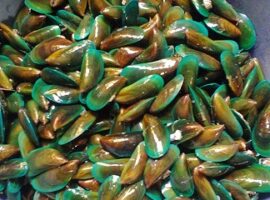peneliti-ipb-manfaatkan-kerang-hijau-sebagai-alternatif-bahan-baku-pakan-ikan-news