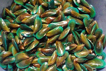peneliti-ipb-manfaatkan-kerang-hijau-sebagai-alternatif-bahan-baku-pakan-ikan-news