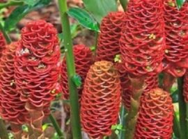 peneliti-ipb-manfaatkan-lempuyang-dan-mengkudu-untuk-atasi-penyakit-pernafasan-pada-ayam-news