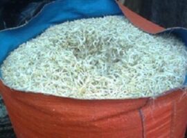 peneliti-ipb-manfaatkan-limbah-tauge-untuk-turunkan-kolesterol-daging-domba-news