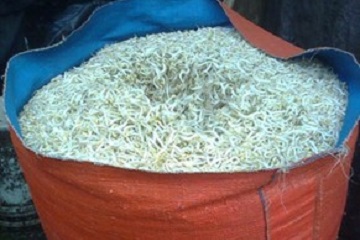 peneliti-ipb-manfaatkan-limbah-tauge-untuk-turunkan-kolesterol-daging-domba-news