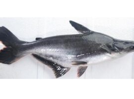 peneliti-ipb-matangkan-gonad-ikan-patin-dengan-cabe-jawa-news