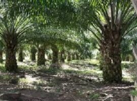 peneliti-ipb-sejarah-lahan-kebun-sawit-indonesia-kebanyakan-dari-lahan-hasil-alih-fungsi-news