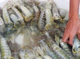 peneliti-ipb-selamatkan-udang-mantis-di-teluk-palabuhanratu-news
