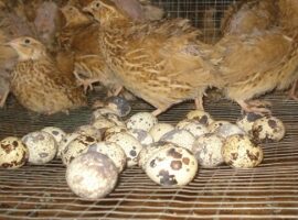 peneliti-ipb-tambahkan-gambir-dalam-pakan-puyuh-untuk-tingkatkan-produktivitas-news