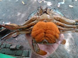 peneliti-ipb-teliti-ph-optimum-untuk-pertumbuhan-kepiting-bakau-news