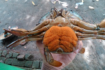 peneliti-ipb-teliti-ph-optimum-untuk-pertumbuhan-kepiting-bakau-news