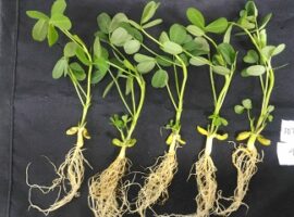 peneliti-ipb-temukan-agen-hayati-dari-brotowali-news