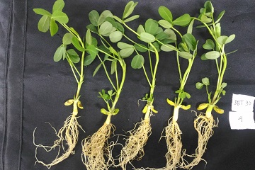 peneliti-ipb-temukan-agen-hayati-dari-brotowali-news