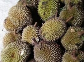 peneliti-ipb-temukan-cara-ampuh-panjangkan-umur-simpan-dan-mutu-tempoyak-news