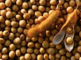 peneliti-ipb-temukan-pakan-sabun-kalsium-minyak-kedelai-untuk-kualitas-nutrisi-sapianchor-news1