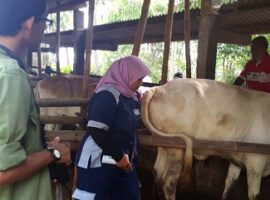 peneliti-ipb-temukan-teknik-deteksi-kebuntingan-dini-pada-sapi-perah-news