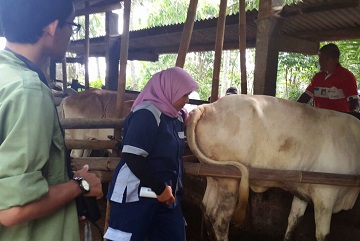 peneliti-ipb-temukan-teknik-deteksi-kebuntingan-dini-pada-sapi-perah-news