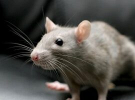 peneliti-ipb-temukan-tiga-jenis-umpan-dalam-memerangi-tikus-news