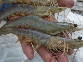 peneliti-ipb-tingkatkan-kualitas-sperma-udang-news