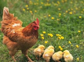 peneliti-ipb-tingkatkan-kualitas-spermatozoa-ayam-lokal-astaxanthin-news