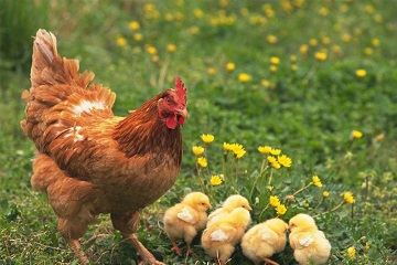 peneliti-ipb-tingkatkan-kualitas-spermatozoa-ayam-lokal-astaxanthin-news