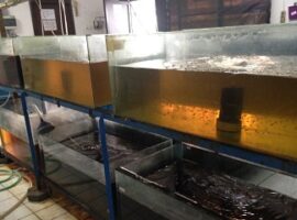 peneliti-ipb-tingkatkan-produksi-ikan-hias-dengan-bioflok-news