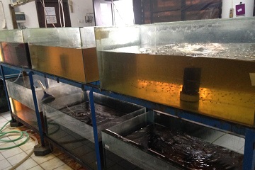 peneliti-ipb-tingkatkan-produksi-ikan-hias-dengan-bioflok-news