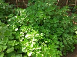 pengaruh-minuman-torbangun-ala-ipb-turunkan-keluhan-remaja-sindrom-pramenstruasi-news