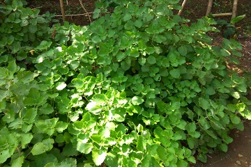 pengaruh-minuman-torbangun-ala-ipb-turunkan-keluhan-remaja-sindrom-pramenstruasi-news