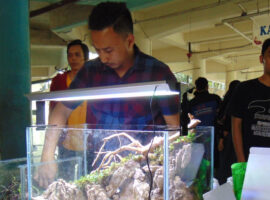 perkenalkan-ikan-hias-eksotik-dan-aquascape-himakua-fpik-ipb-gelar-wefa-2019-news