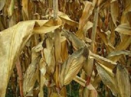 polybag-daun-jagung-karya-mahasiswa-ipb-juara-i-karya-tulis-mahasiswa-nasional-news