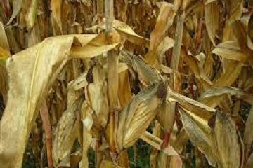 polybag-daun-jagung-karya-mahasiswa-ipb-juara-i-karya-tulis-mahasiswa-nasional-news