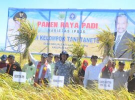 rektor-ipb-panen-raya-padi-ipb3s-di-pinrang-sulawesi-selatan-news