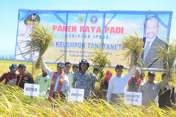 rektor-ipb-panen-raya-padi-ipb3s-di-pinrang-sulawesi-selatan-news