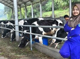 sarah-usai-wisuda-langsung-kerja-news