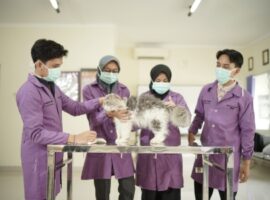sebelum-lulus-sudah-dapat-pekerjaan-simak-keunggulan-prodi-paramedik-veteriner-sv-ipb-university-dalam-menghasilkan-lulusan-berkompetensi-unggul-news
