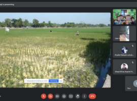 tani-dan-nelayan-center-ipb-university-ajak-petani-gunakan-benih-lokal-untuk-cegah-serangan-wereng-di-satar-mese-news