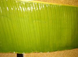 tempe-tahan-lama-ala-mahasiswa-ipb-news