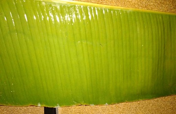 tempe-tahan-lama-ala-mahasiswa-ipb-news