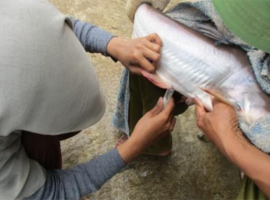 tingkatkan-kualitas-sperma-patin-peneliti-ipb-university-lakukan-suplementasi-zink-news