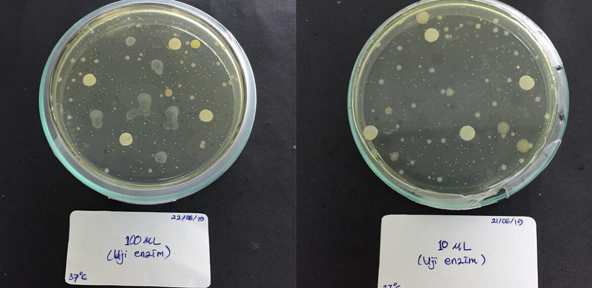 tumbuhkan-bakteri-pengurai-plastik-mahasiswa-ipb-university-manfaatkan-labu-news