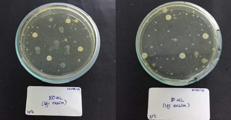 tumbuhkan-bakteri-pengurai-plastik-mahasiswa-ipb-university-manfaatkan-labu-news